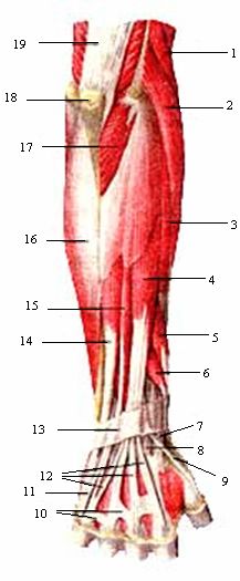 Мышцы предплечья задняя группа поверхностный слой