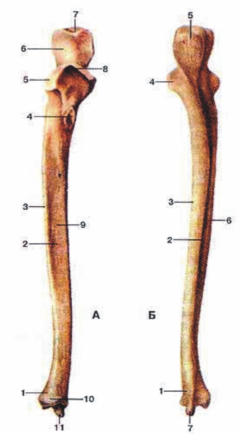 Локтевая кость картинка