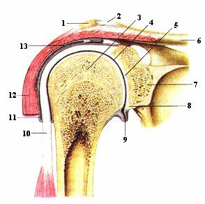 Вращательная манжета плечевого сустава анатомия
