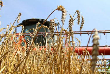 Минсельхоз России: в стране зерновых и зернобобовых культур намолочено 1,6 миллиона тонн