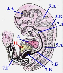 Как Выглядит Зародыш Фото
