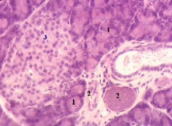 Гранулы зимогена в секреторных клетках поджелудочной железы