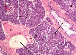 Гранулы зимогена в секреторных клетках поджелудочной железы